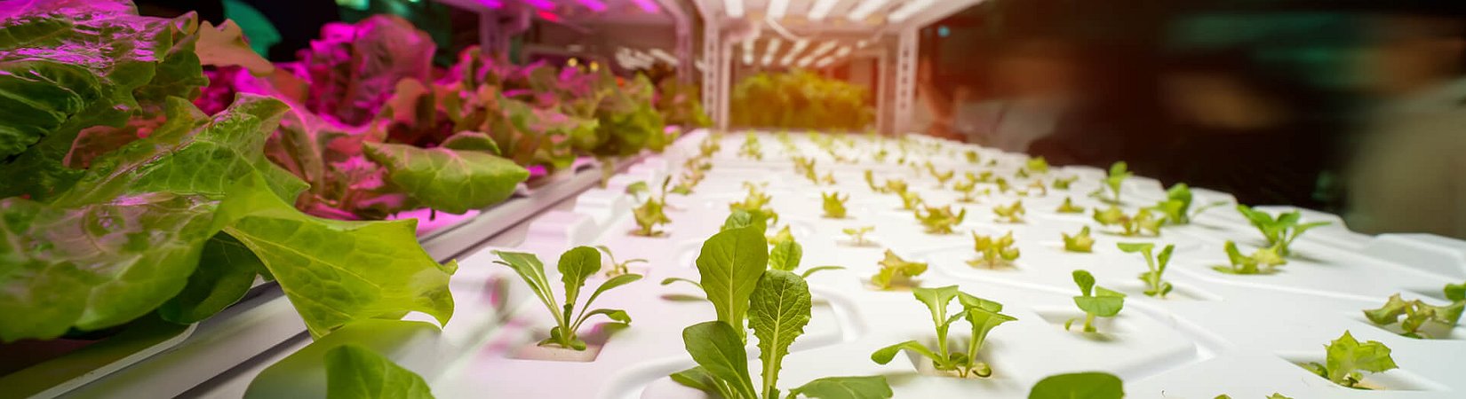 10 lugares en los que puedes pagar con tokens IOTA