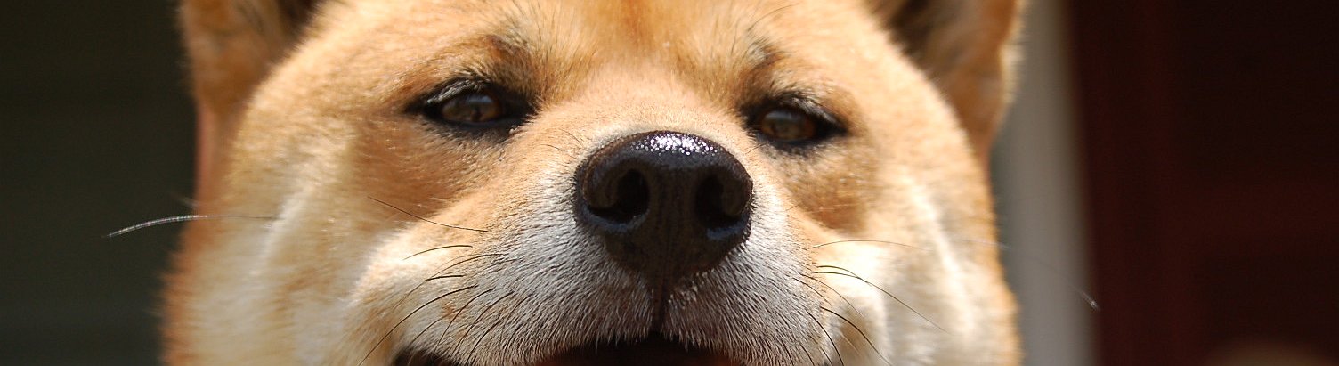 El Dogecoin regresa al top 5 de criptomonedas impulsado por su posible inclusión en Coinbase y las promesas de Musk