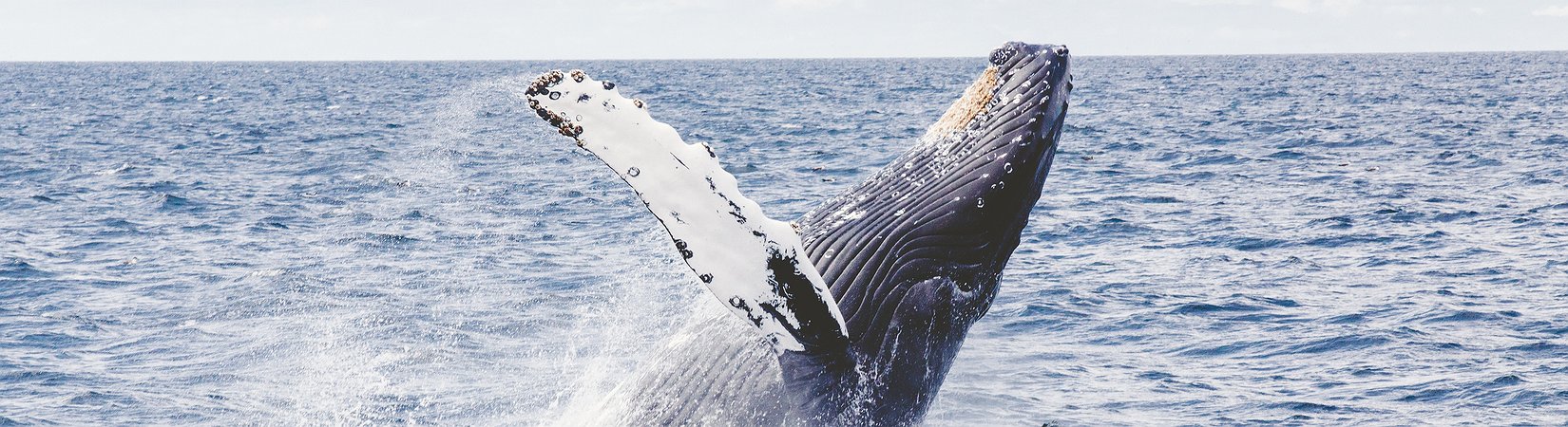 كيف تخدع سوق العملات المشفرة المستثمرين