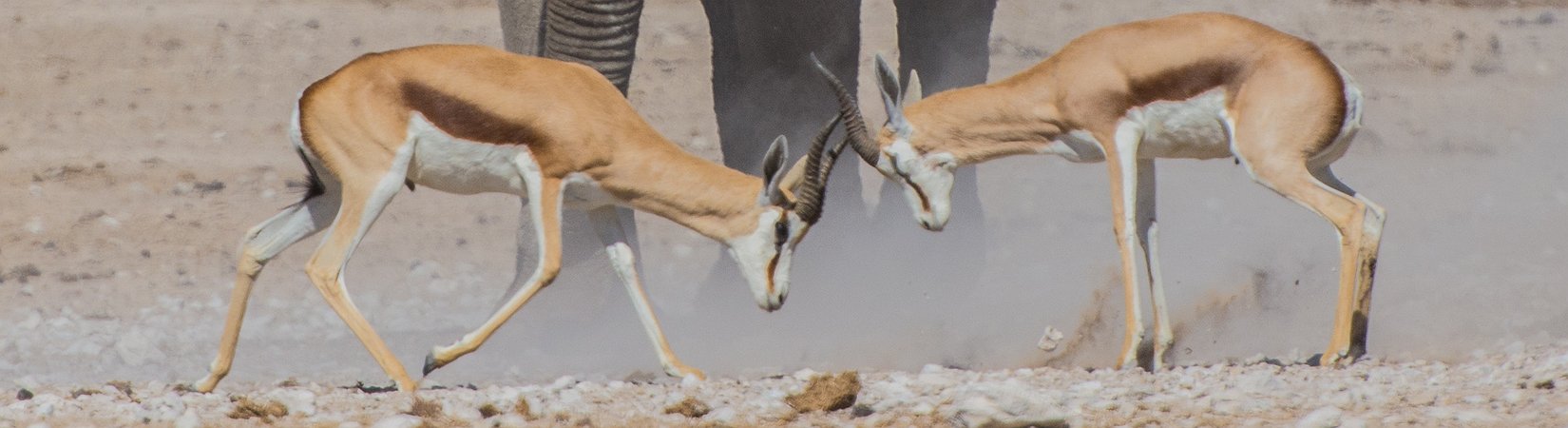 Cómo las criptomonedas han hecho surgir la cuestión del arbitraje regulatorio