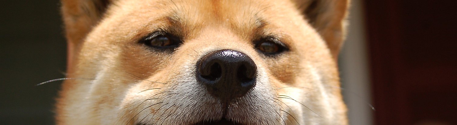 Dogecoin Returns to Top 5 Cryptos Driven by Upcoming Listing on Coinbase and Musk's Statements
