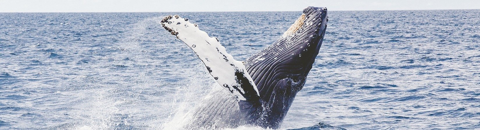 Número de ballenas de bitcoin vuelve a niveles de 2016