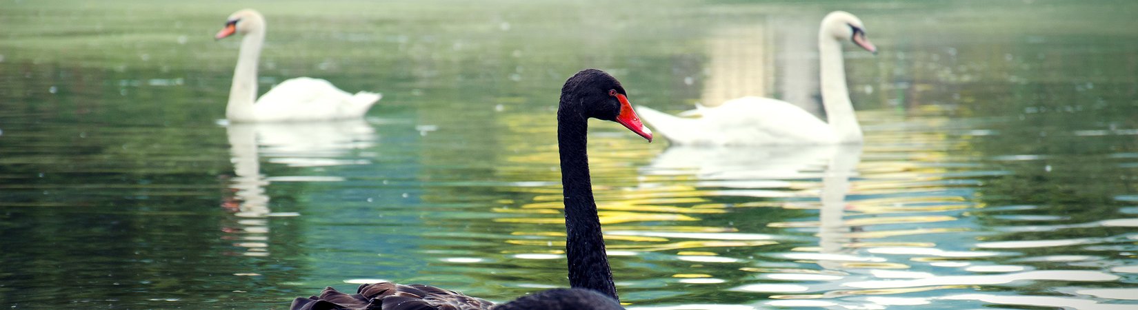 Como funcionam as ações preferenciais