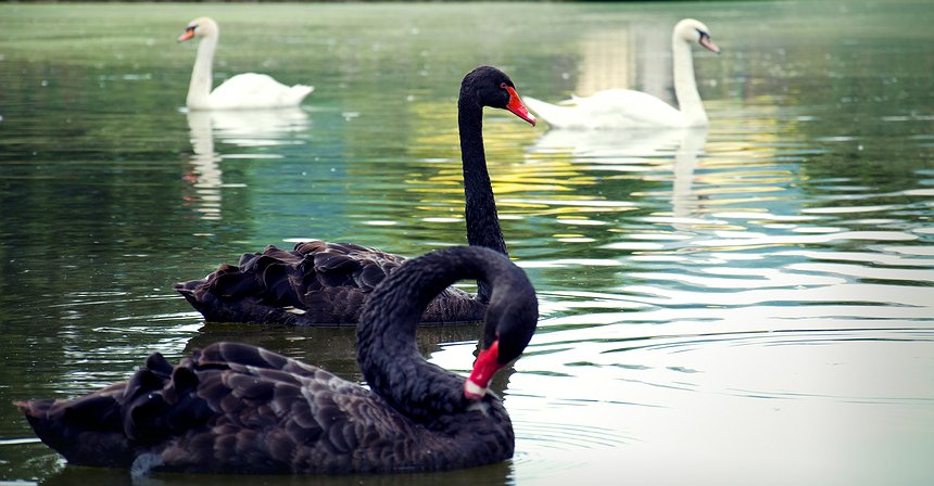 Como funcionam as ações preferenciais