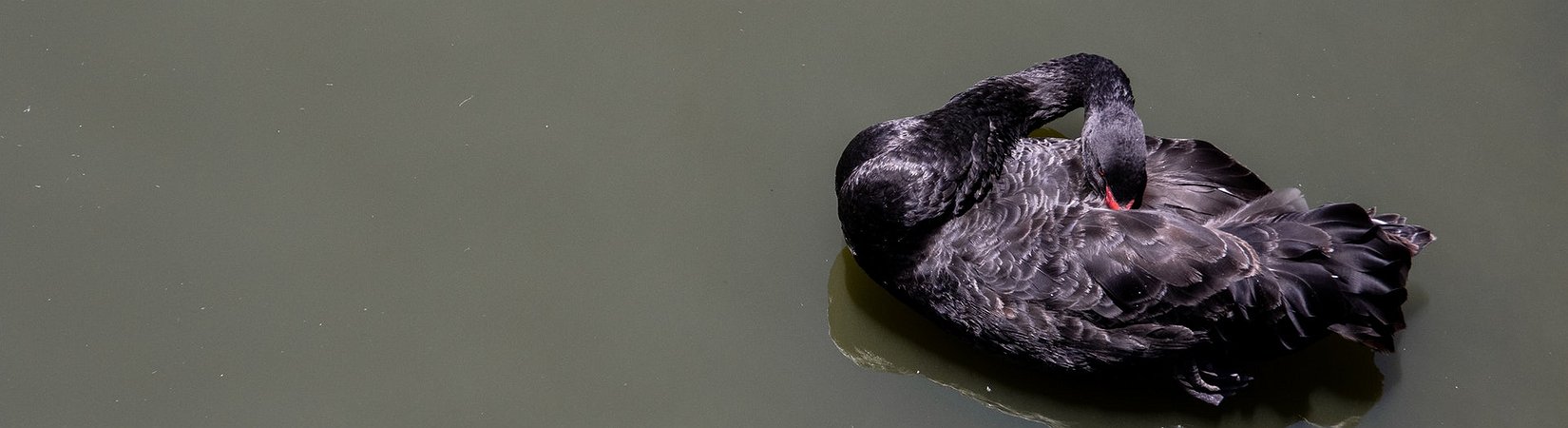 The Black Swan Theory Author: Bitcoin is Winning