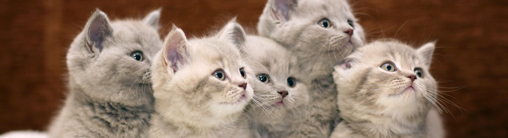 تحسن القطط قدرتك على العمل