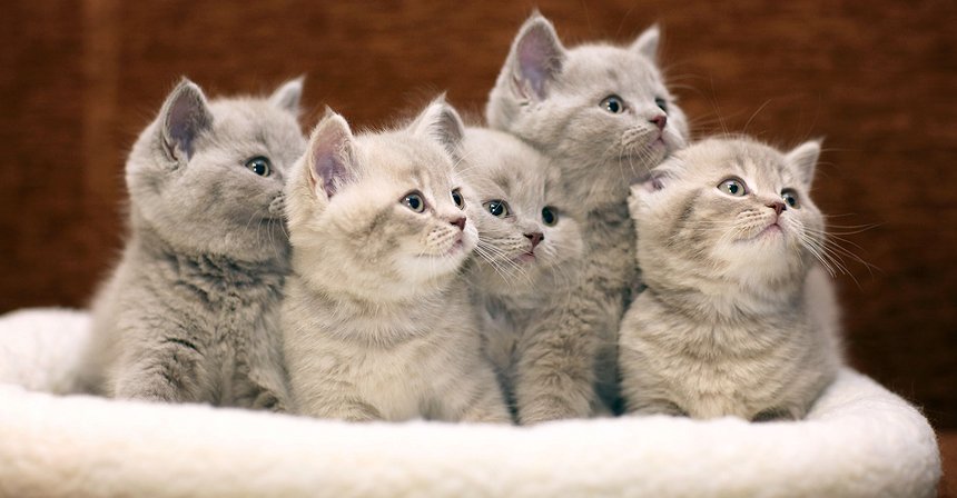 تحسن القطط قدرتك على العمل