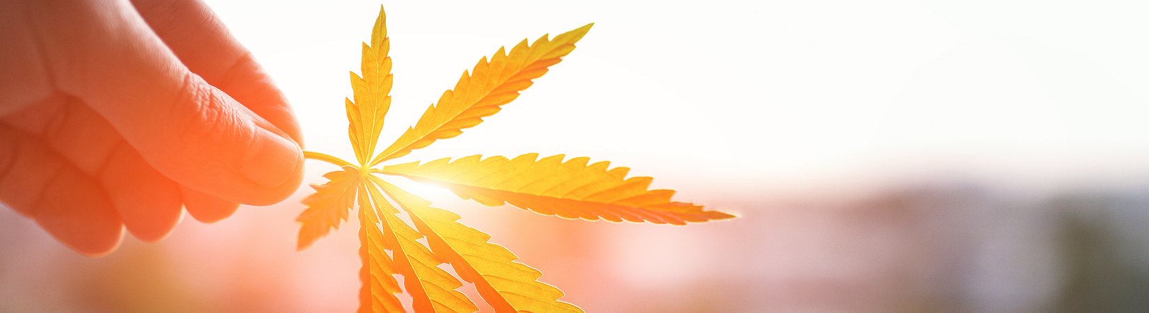 Una cittadina in California è stata comprata per diventare un’attrazione turistica dedicata alla marijuana