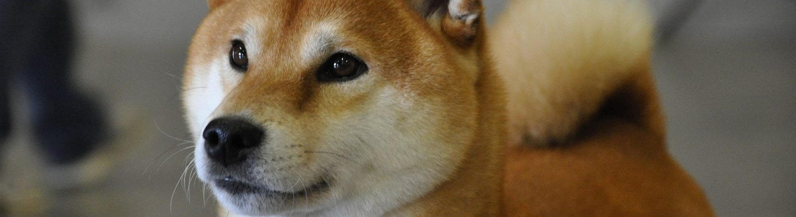 Dogecoin Co-founder Calls Cryptos a Hyper-capitalist Technology