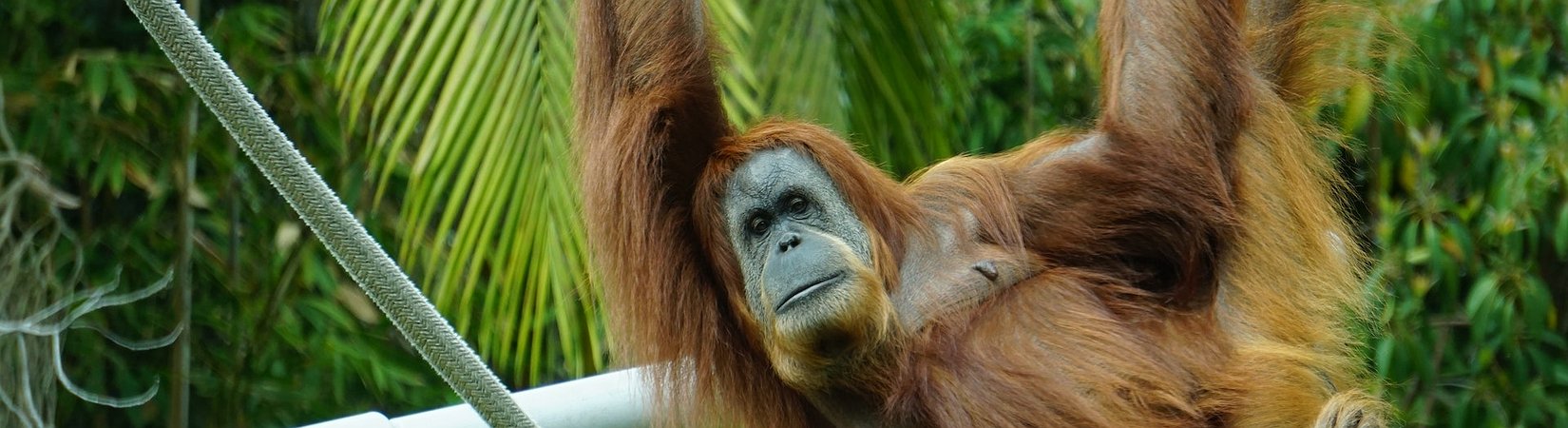 Apes luchando por cogerse a una rama