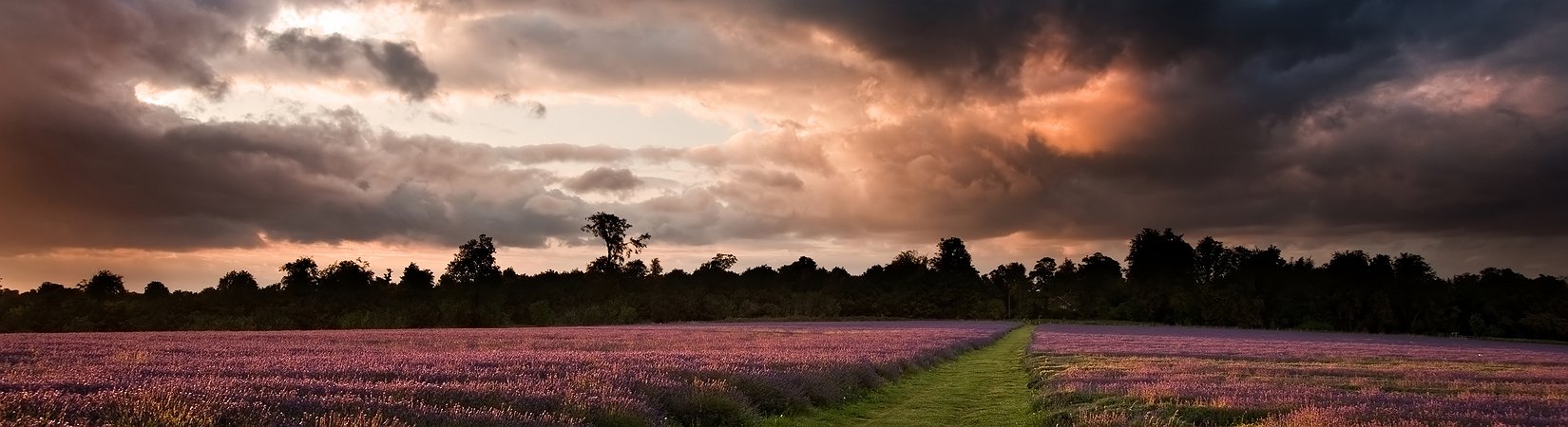 كل ما تحتاج معرفته حول البرك المظلمة