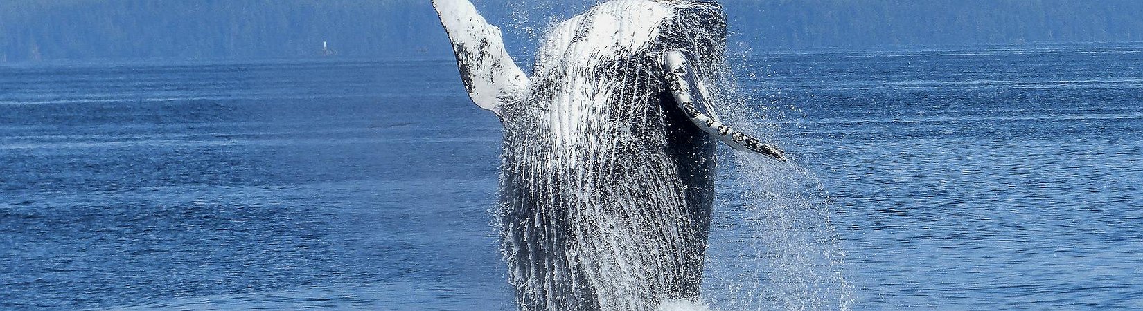 A Bitcoin Whale Moves $61M in BTC Inactive for 10 Years