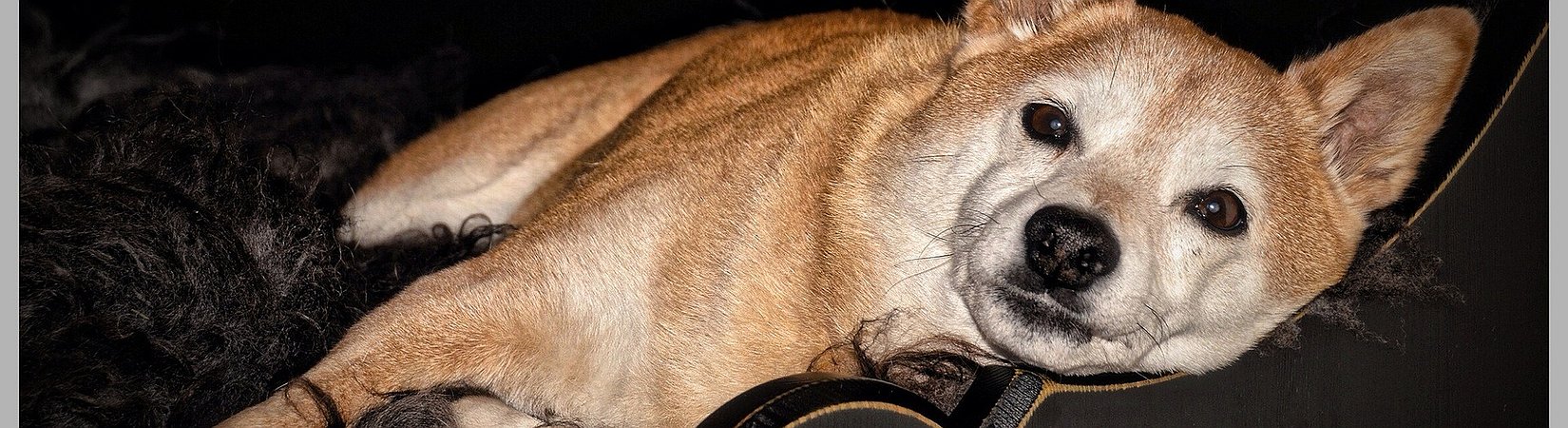 LazyShiba Might Be The Project to Watch in 2022 as They Set Up a Million Dollar Global