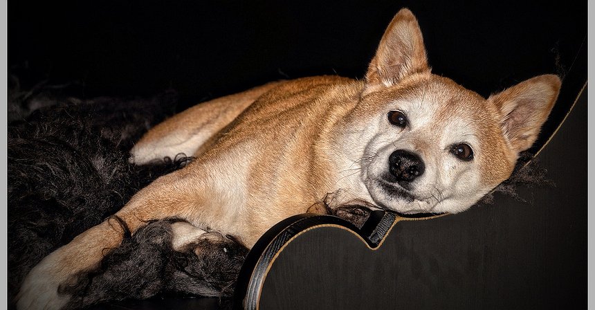 LazyShiba Might Be The Project to Watch in 2022 as They Set Up a Million Dollar Global