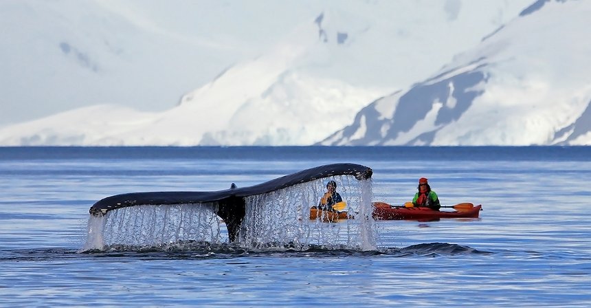 هل "حيتان" سوق العملات المشفرة مخيفين كما يصورونهم