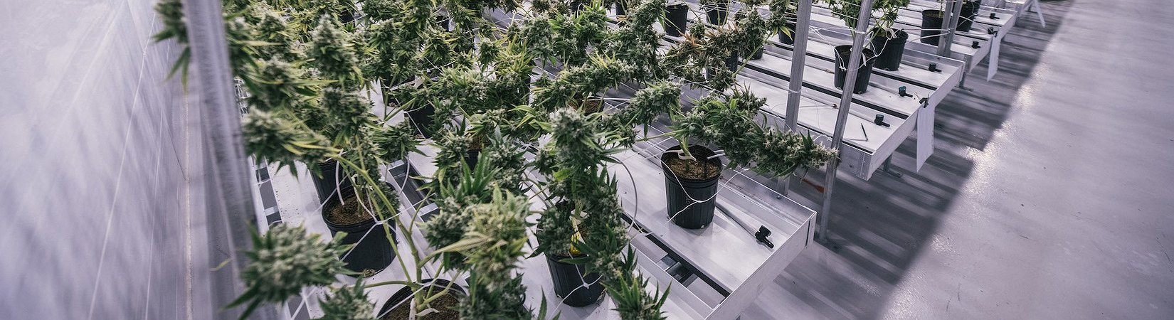 Canopy Groth, la più grande società di marijuana al mondo