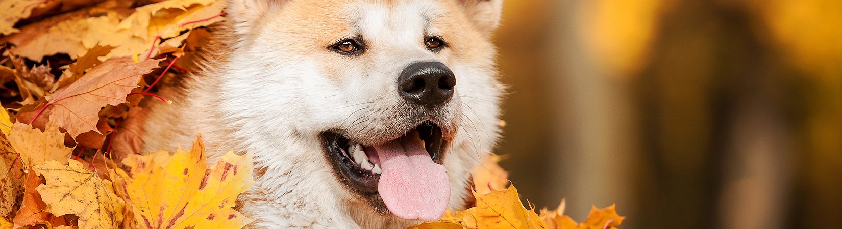 Super-Five’s Recent Enhancement: Adding Dogecoin to Its Coins List