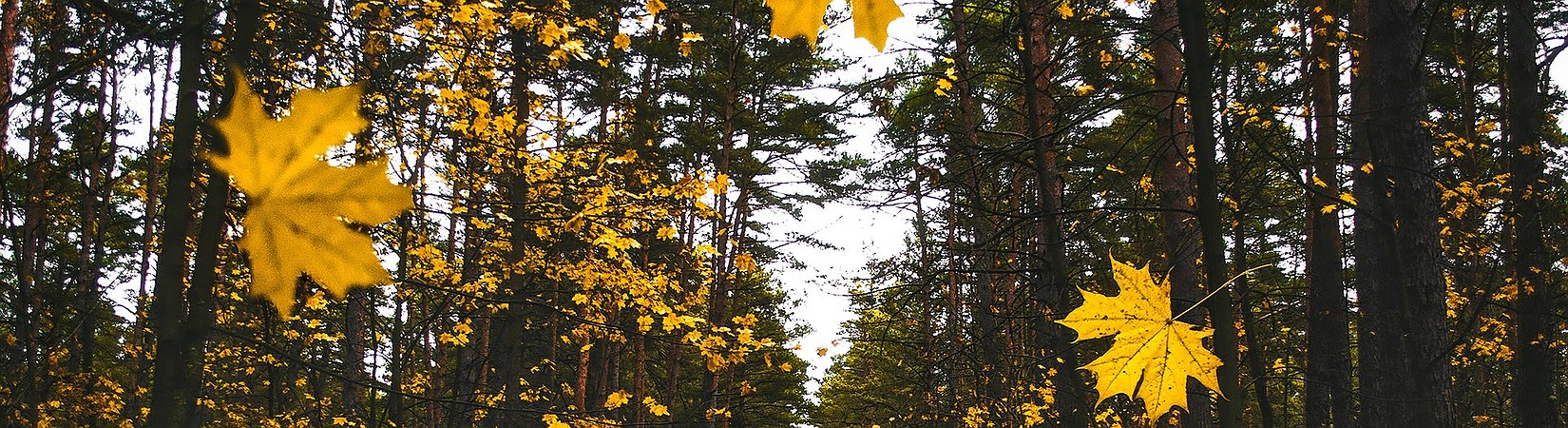 DeFi Market Cap Plunges 25% in One Day