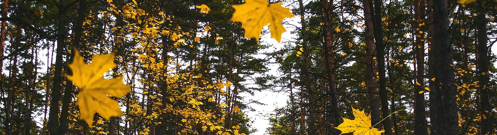 La capitalización del mercado DeFi se desploma un 25% en un día