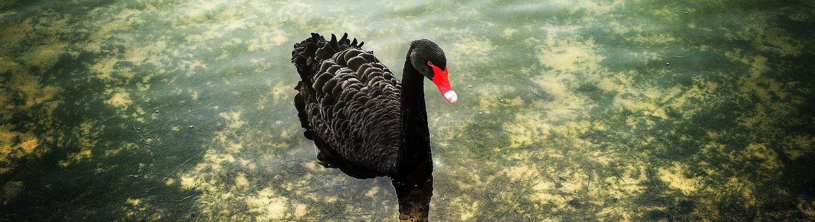El «cisne negro» gana durante el colapso del mercado
