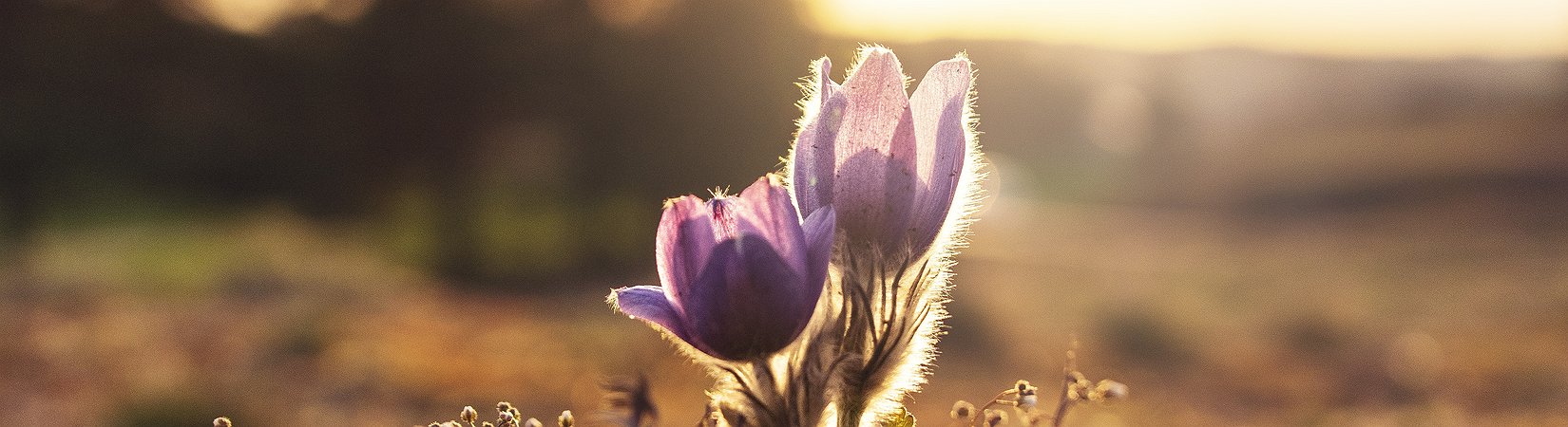 El bitcoin sube hasta los 3.600 $