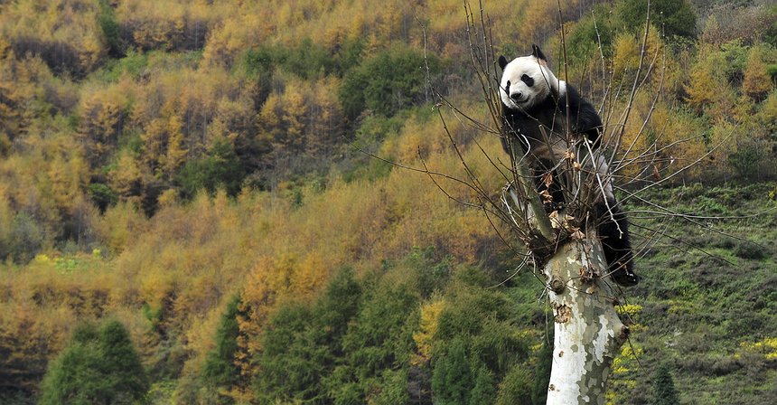 أيام السوق الصينية الصاعدة باتت معدودة 