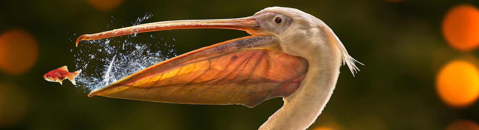 25 fotos que conseguem capturar o momento