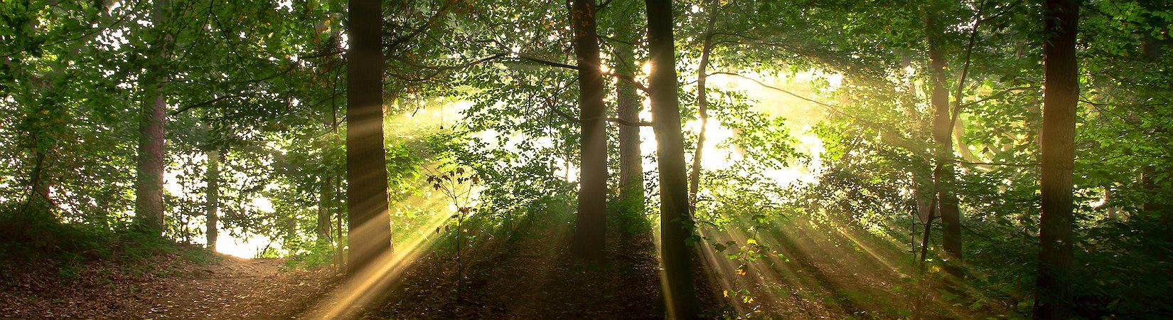 Miner Genesis Digital Assets Launches a Green Data Center in Sweden