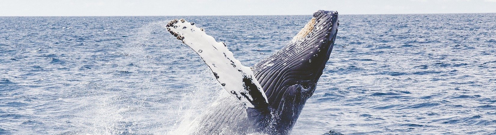 Bitcoin Whale Holdings Hit Yearly Peak
