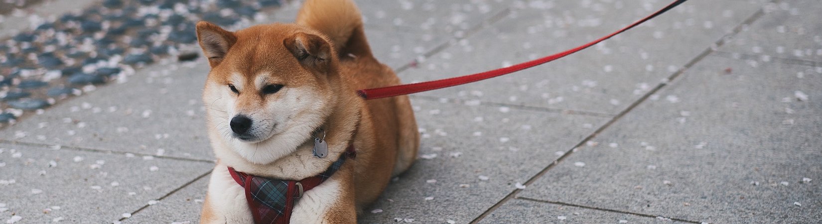 Charles Hoskinson Proposes to Transfer Dogecoin to Cardano's Blockchain
