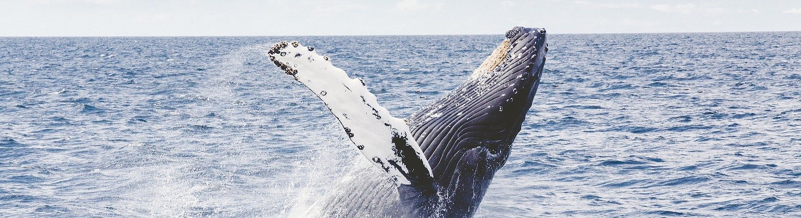 Unas ballenas transfieren 700.000 ethers a intercambios