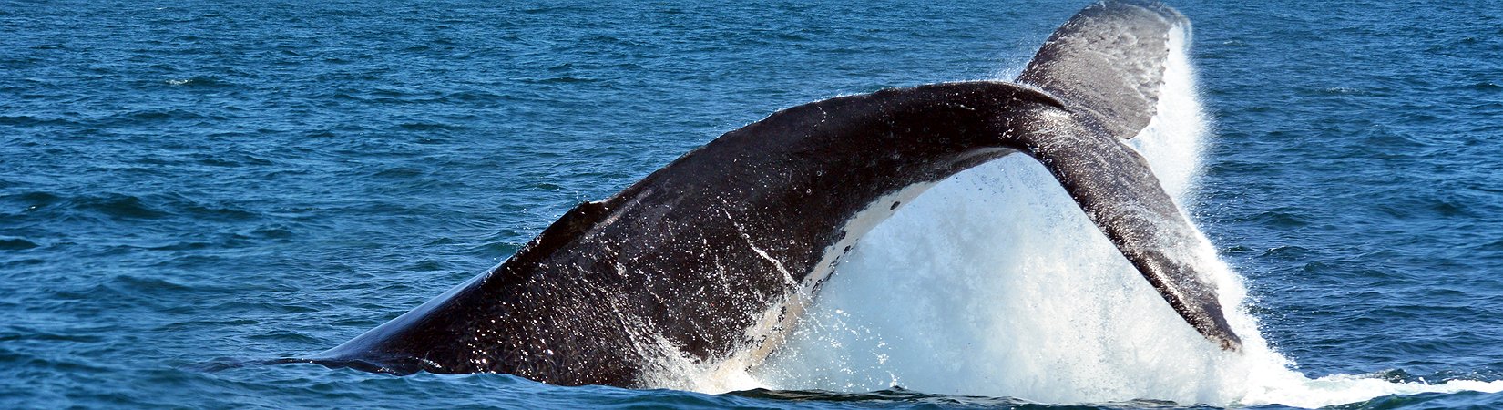 I migliori mercati asiatici in vista del 2016