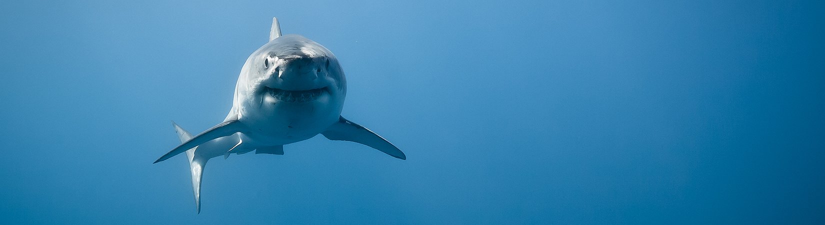  التاجر الخاص ضد البنوك