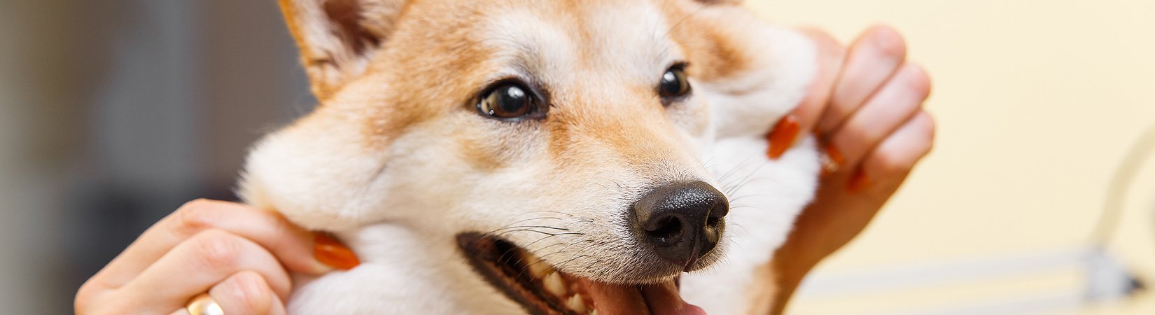 Revolut añade la negociación de Dogecoin a su app móvil
