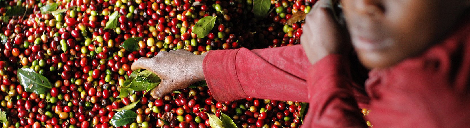 ¿De dónde previenen las materias primas?