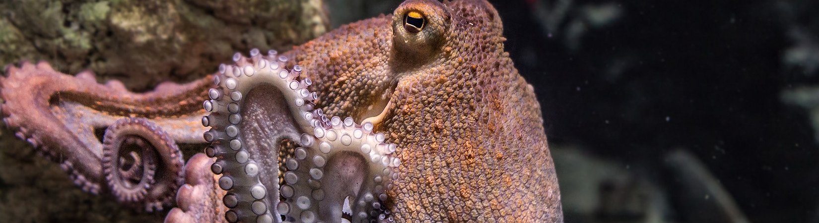 The OPS Token – Empowering the Octopus Protocol Ecosystem