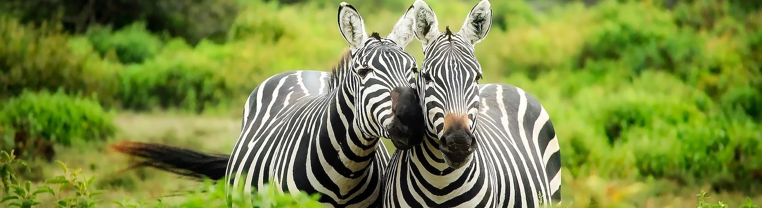 Central African Republic Becomes Second Country in the World to Legalize Bitcoin