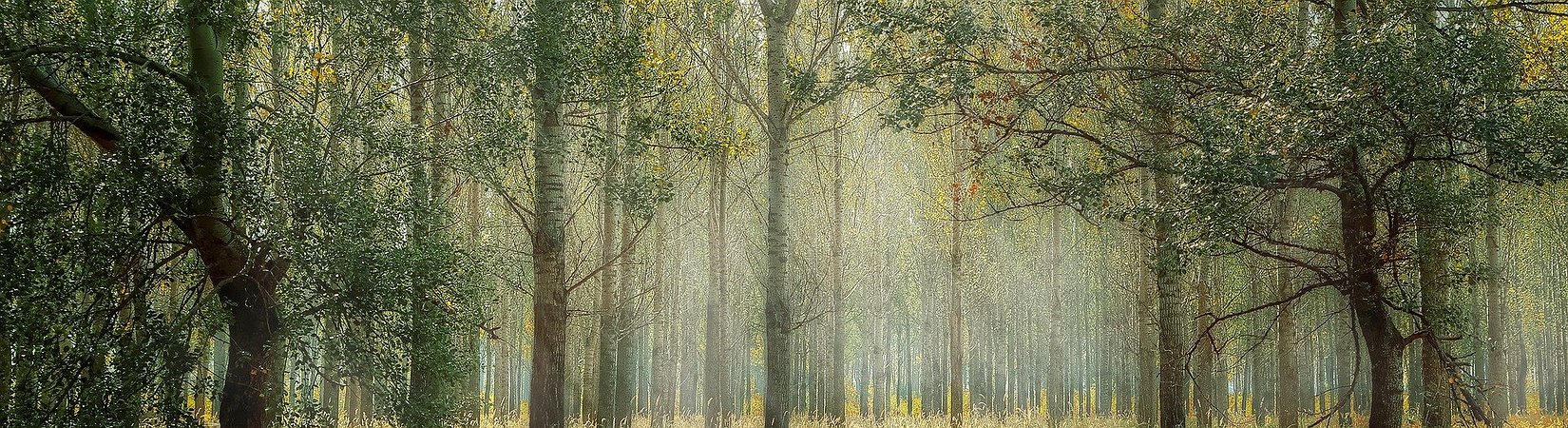 Tokenizing Sustainability - How TreeCoin is Supporting Reforestation in Paraguay