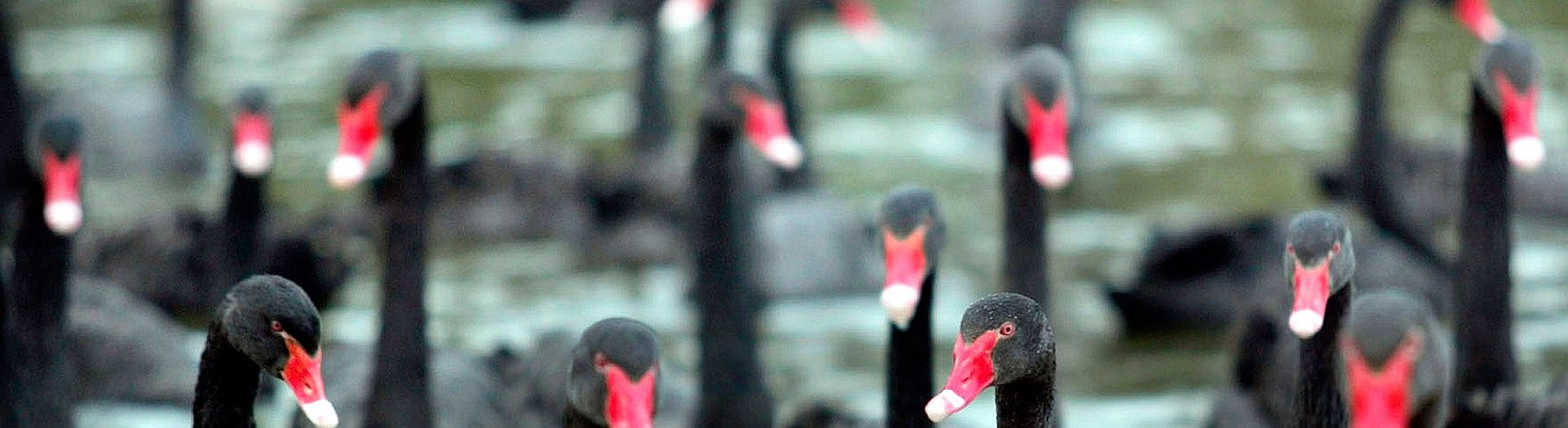 13 'cisnes negros' que podrían afectar al mercado del petróleo en 2017 