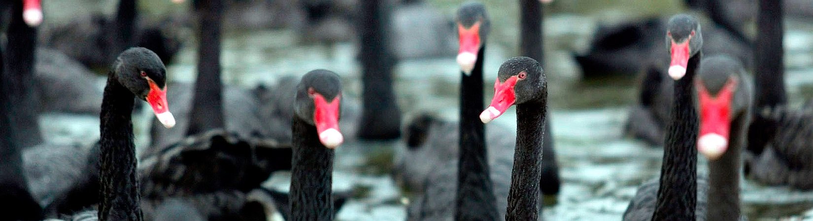 13 بجعة سوداء في أسواق النفط