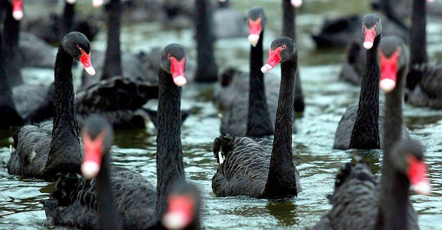 13 بجعة سوداء في أسواق النفط