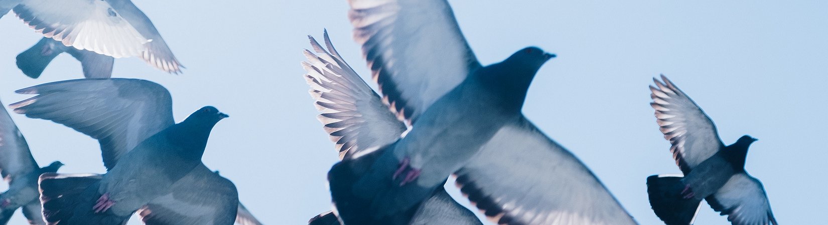 El precio del bitcoin se recupera después de caer