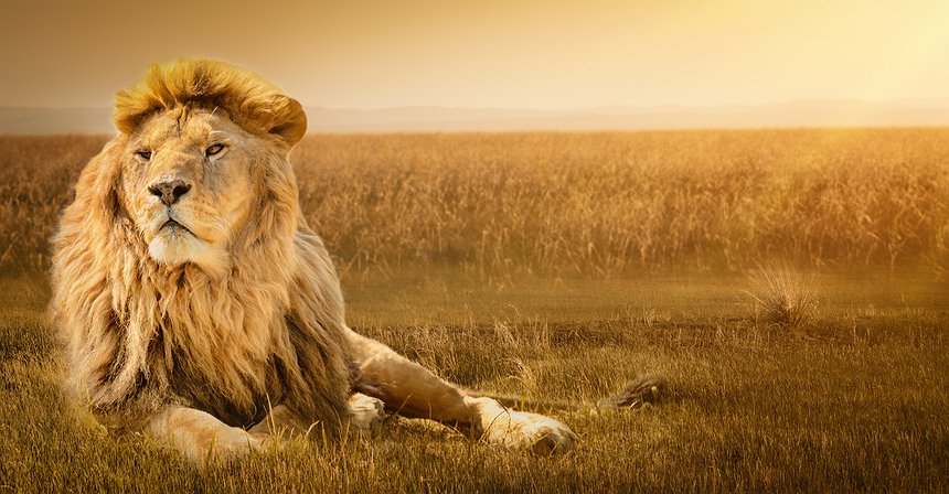 Brave to Pay for Attention