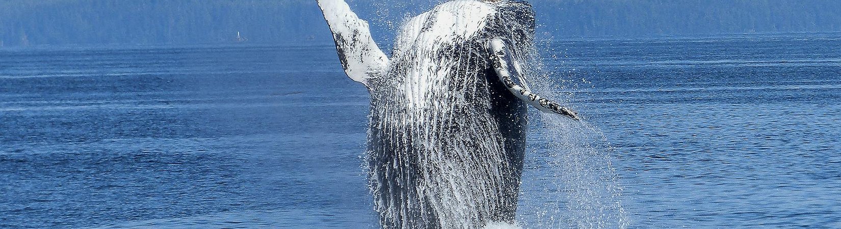 Bitcoin Whale Moves $116M in BTC After 11 Years