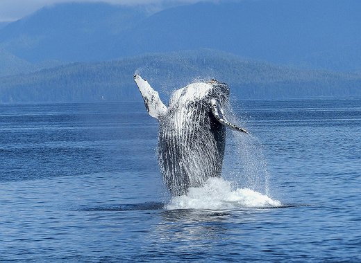 Bitcoin Whale Moves $116M in BTC After 11 Years