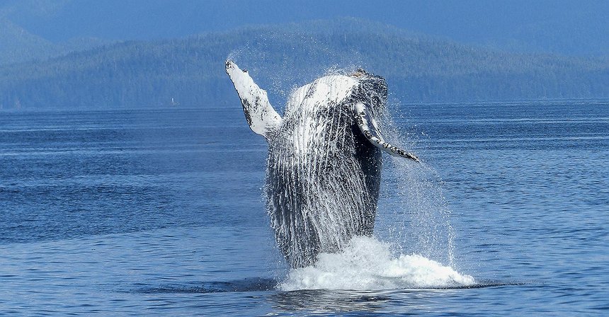 Bitcoin Whale Moves $116M in BTC After 11 Years