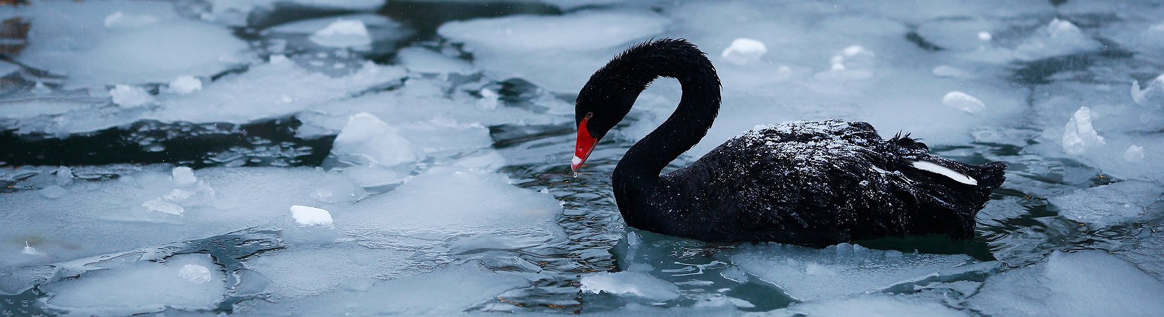 ¿Cómo proteger su cartera de los "cisnes negros"?