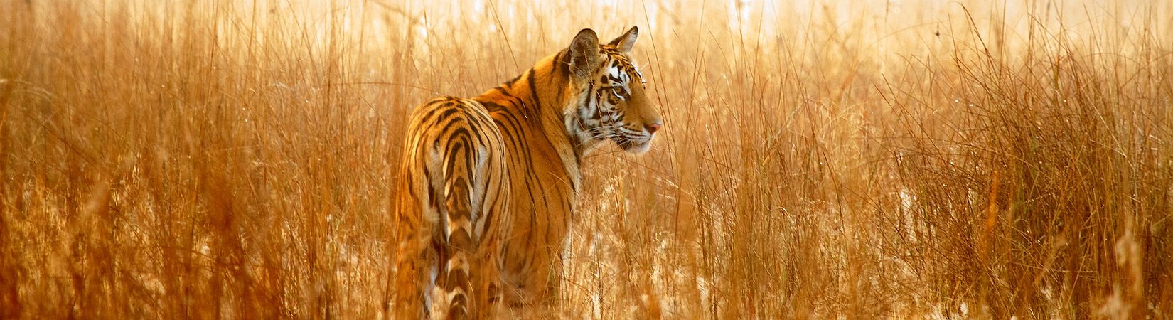 As 25 melhores fotos da National Geographic de 2015