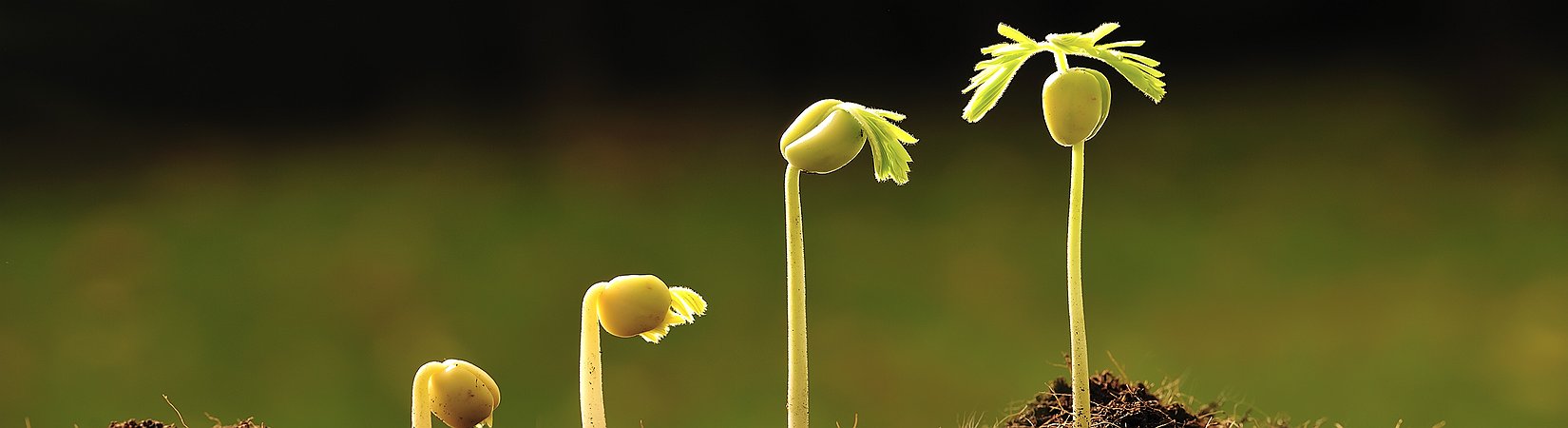 القدوة العكسية