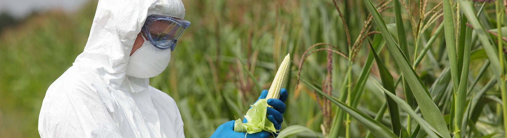الكائنات المعدلة وراثيا والأزمة الغذائية